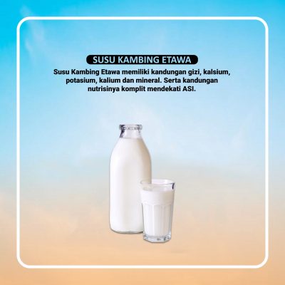 susu kambing etawa